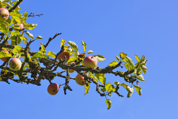 Apple tree branch