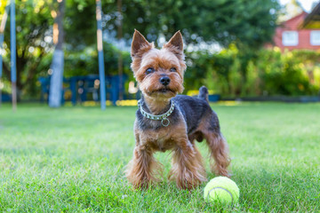 йоркширский терьер