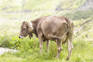 Cow on the famous Col d'Aubisque