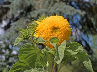 Obraz premium Gefüllte Sonnenblume, Helianthus annuus, Sunflower