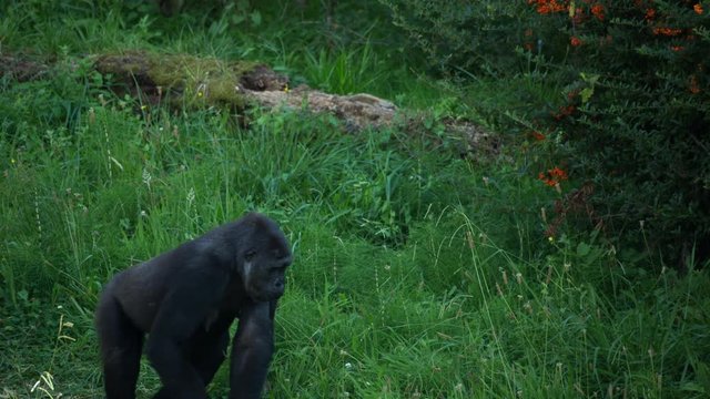 fascinating gorilla monkey family outdoors