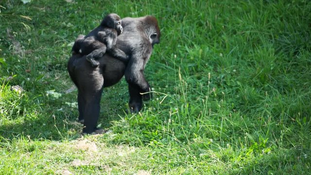 fascinating gorilla monkey family outdoors