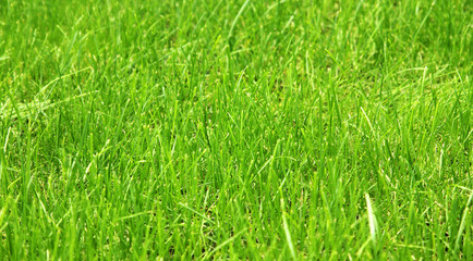 Green background by the fresh grass
