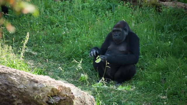 fascinating gorilla monkey family outdoors