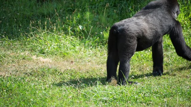 fascinating gorilla monkey family outdoors