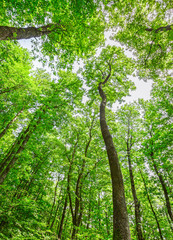 forest trees. nature green wood sunlight background