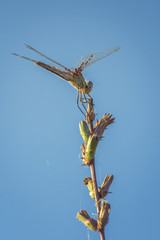 Dragon fly. Dragon fly sit on a stick.