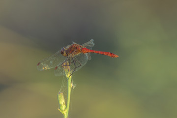 Dragon fly. Dragon fly sit on a stick.
