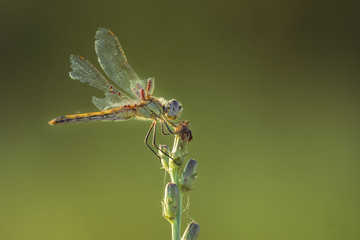 Dragon fly. Dragon fly sit on a stick.