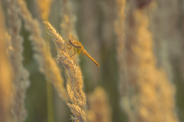 Dragon fly. Dragon fly sit on a stick.