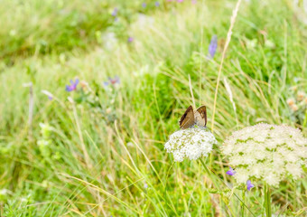 Fototapeta premium Two butterflies mate on white flowers on blurred grass field background