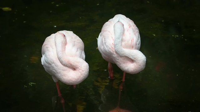 Close up two lesser flamingo standing.
