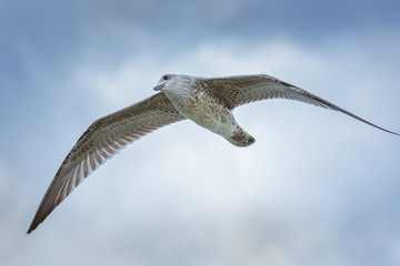 Seagull. Flying Seagull over a blue sky