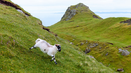Lamb in scottish countryside