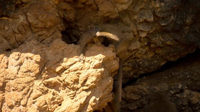 a family of baboons sitting in rocks