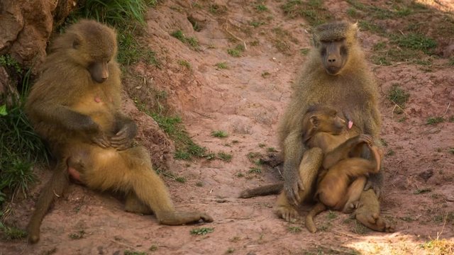 a family of baboons sitting in rocks