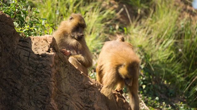 a family of baboons sitting in rocks
