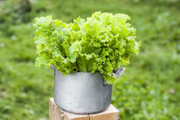 Fresh green lettuce salad in an old bowl