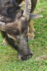 Water Buffalo eating in a grassland in a sunny day