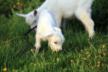 goatling on a meadow