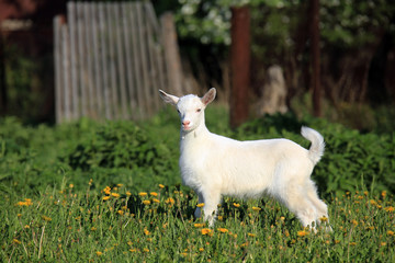Obraz premium goatling on a meadow