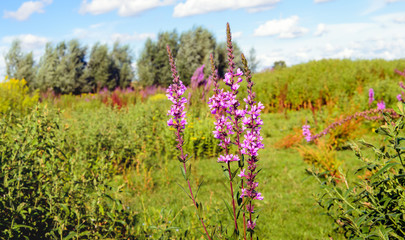 Nature reserve with blossoming Purple Loosestrife in the foregro