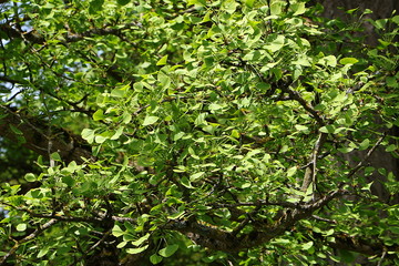 Laub des Ginkgobaumes im Frühling, Ginkgo Biloba