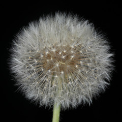 Fototapeta premium fluffy dandelion