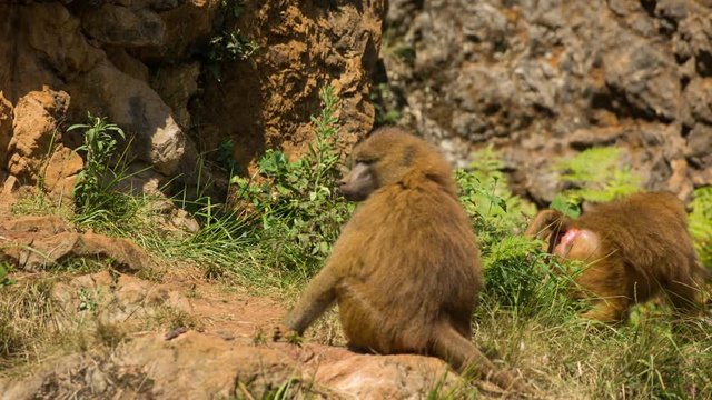 a family of baboons sitting in rocks