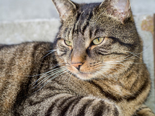 Portrait einer Main Coon Katze