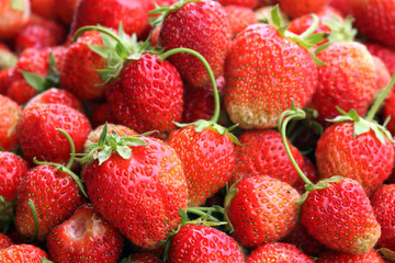 crop of strawberries