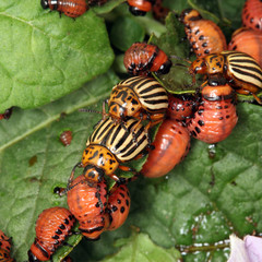 Colorado beetle