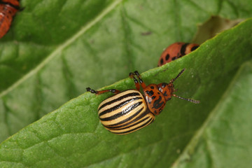 one colorado beetle