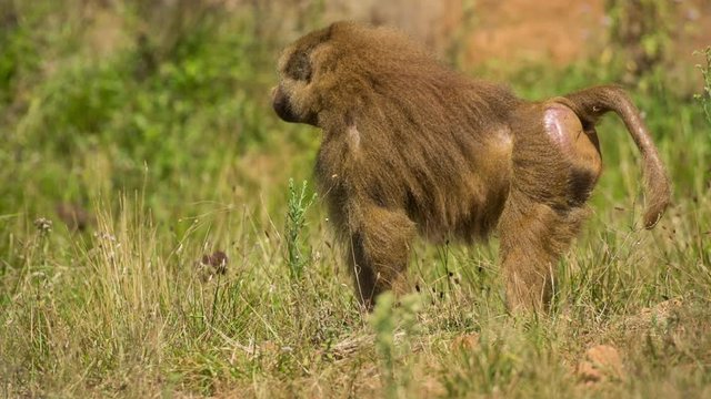 a family of baboons sitting in rocks