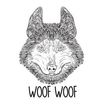 Sketch of head Husky Dog or wolf. Vector Illustration