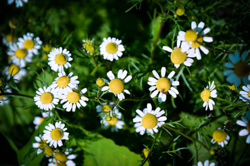 Field of Camomile Matricaria recutita . Background