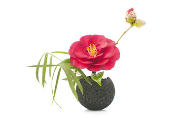 ikebana with camellia flowers