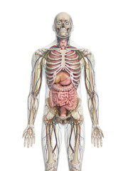 3d rendered medically accurate illustration of the human organs