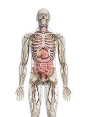 Fototapeta premium 3d rendered medically accurate illustration of the human organs