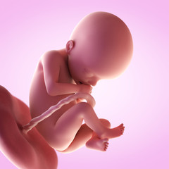 3d rendered medically accurate illustration of a fetus in week 22