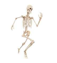 3d rendered medically accurate illustration of a runners bones