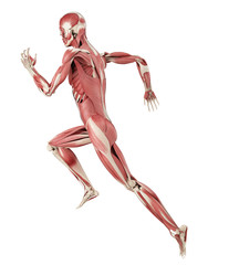3d rendered medically accurate illustration of a runners muscles