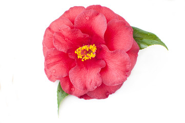 flower of camellia on a white background