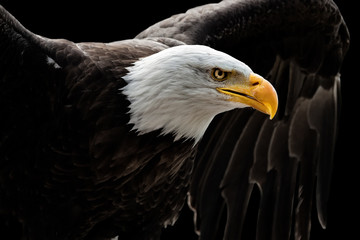 künstlerisches Porträt eines Seeadlers, dem Wappentier der USA, vor schwarzem Hintergrund
