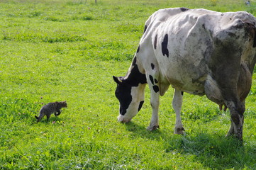 cow and cat