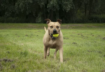Fototapeten Gesunder glücklicher Hund American Staffordshire Terrier, der mit Ball im Park spielt © monicaclick