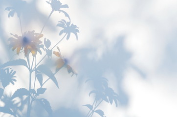 Artistic shadow play of flowers against a dreamy,  cloudy backdrop - obrazy, fototapety, plakaty