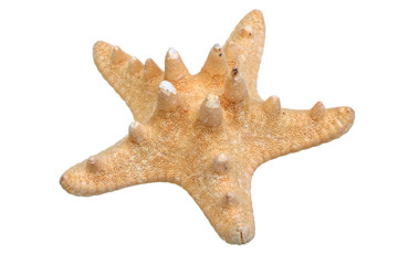 Starfish isolated on white background closeup