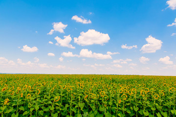 Beautiful landscape sunflower in field