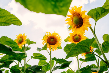 Beautiful landscape sunflower in field